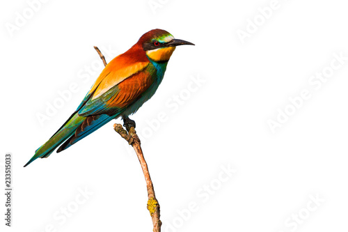 Colorful beautiful bird on a branch isolated on white © drakuliren
