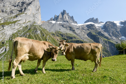 Brown cows that graze at Furenalp over Engelberg on Switzerland photo