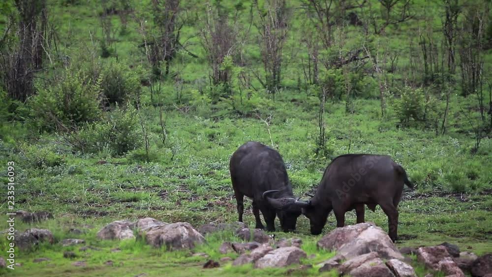Two African buffalo bull fighting in Kruger National park, South Africa Two African buffalo bull fighting in Kruger National park, South Africa
