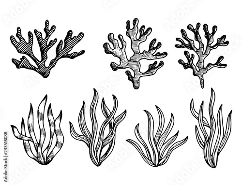algae edible sketches vector. marine underwater plants weeds isolated