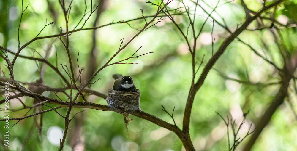 Malaysian Pied Fantail Malaysian Pied Fantail