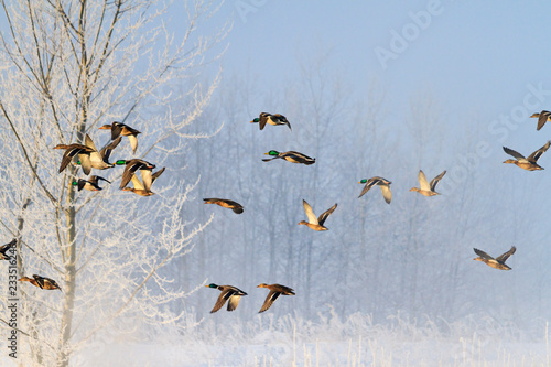 frosty morning and birds flying over a snowy forest
