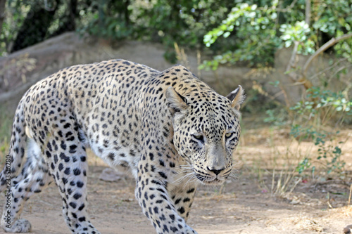 Leopard walks in search of food  a terrible leopard
