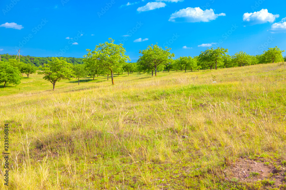 Fototapeta premium Walnut orchard