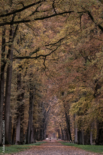 Fototapeta Naklejka Na Ścianę i Meble -  Forest lane in the autumn at the 'Lochemse berg' in the Netherlands