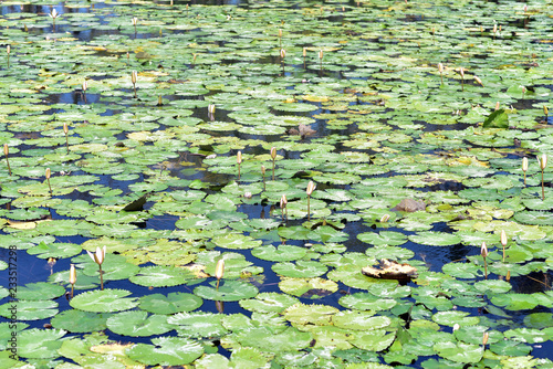 Fototapeta Naklejka Na Ścianę i Meble -  Lotus garden in Tirta Gangga Water Palace literally means water from the Ganges, Bali Island, Indonesia