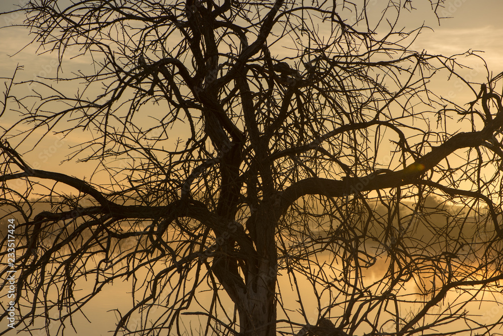 Solitary tree next to the guadiana at dawn Solitary tree next to the guadiana at dawn