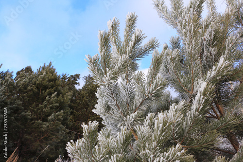 Pine branches in the snow in winter