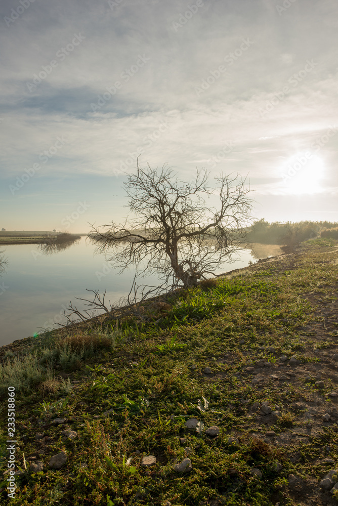 Solitary tree next to the guadiana at dawn