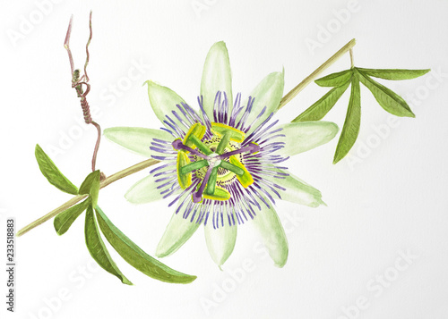 Картината върху платно Watercolor painting of passiflora flower