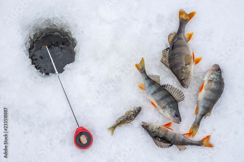 Winter Ice fishing concept. Perch fish and tackle lies on snow.