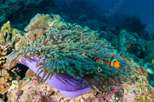 A family of cute False Clownfish in a colorful anemone on a tropical coral reef