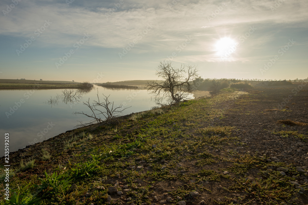 Solitary tree next to the guadiana at dawn Solitary tree next to the guadiana at dawn