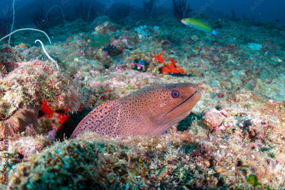 Obraz premium Moray Eel hiding in a hole on a dark coral reef in Thailand