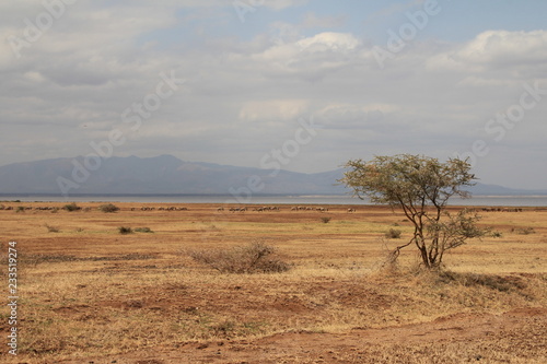 prickly Acacia tree in the Serengeti