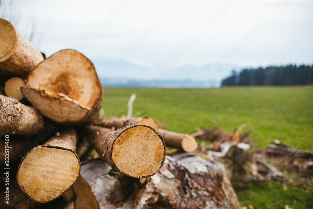 pile of logs in the forest with mountains in the background