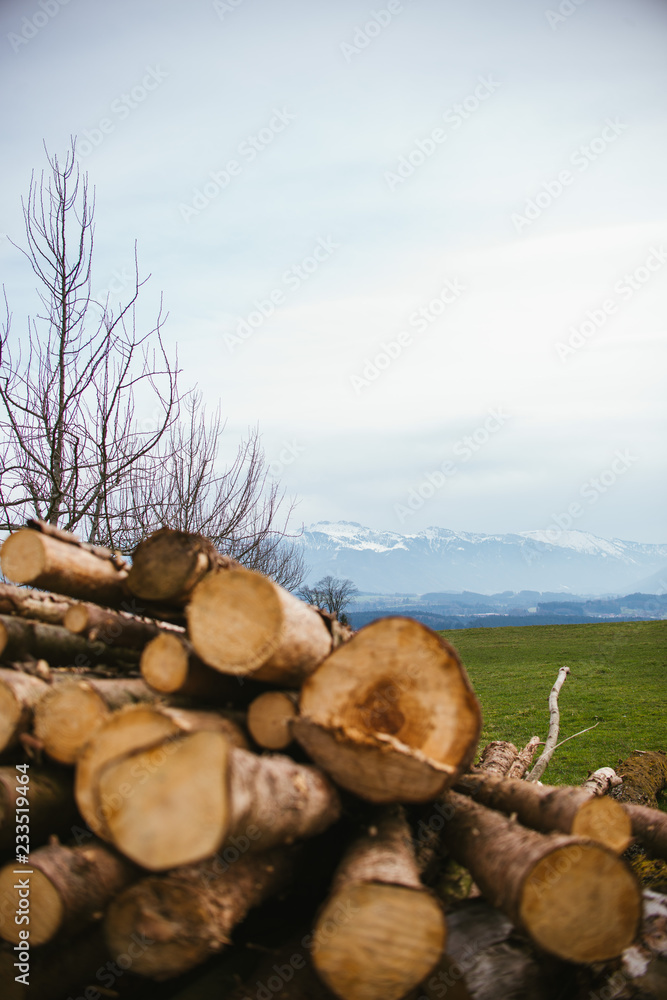 pile of logs in the forest with mountains in the background