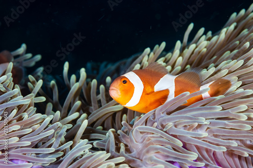 Cute, friendly Clownfish in an anemone on a tropical coral reef
