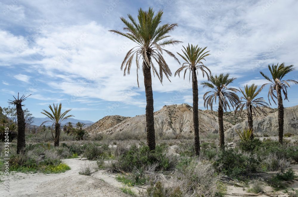 Group of palm trees next to a road in the Tabernas desert Group of palm trees next to a road in the Tabernas desert