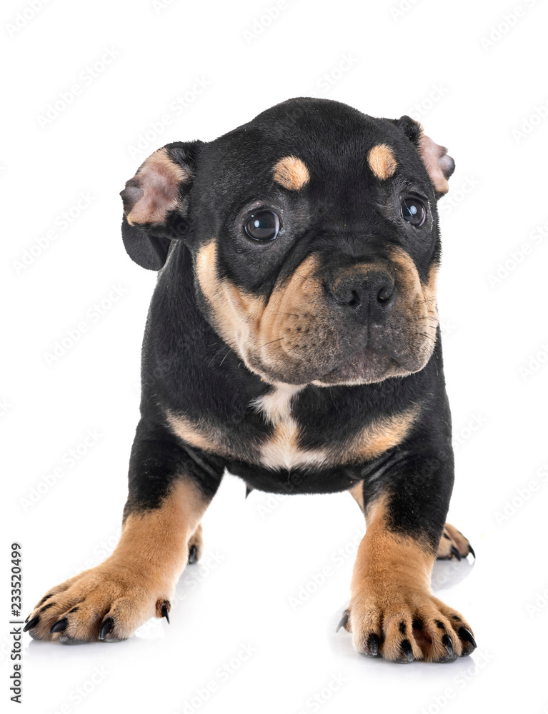 Obraz premium puppy american bully