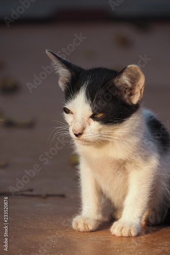 Street cat siting on floor 