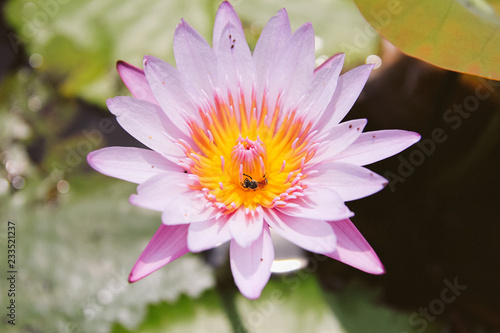 Bee on the lotus for honey in the morning