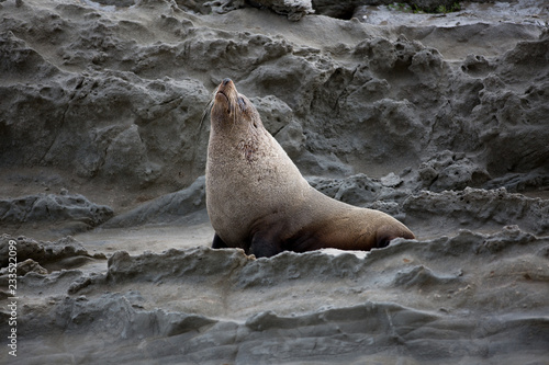 Seal howling
