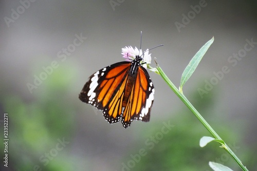 Butterfly up on flower © Niyada