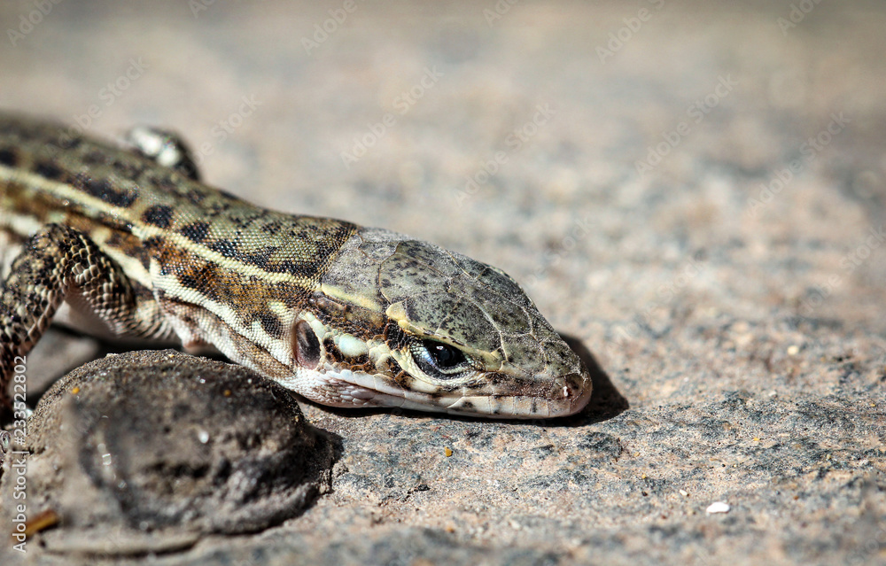 Gran-Canaria-Rieseneidechse, Kanareneidechse, Gekko Gran-Canaria-Rieseneidechse, Kanareneidechse, Gekko