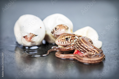 Little Sand lizards hatching from an eggs, selective focus