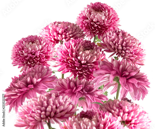 Image of beautiful flowers in the garden closeup