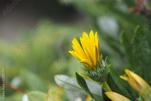 Flower with bokeh background 