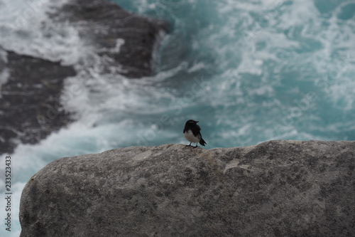 Bird on the rock