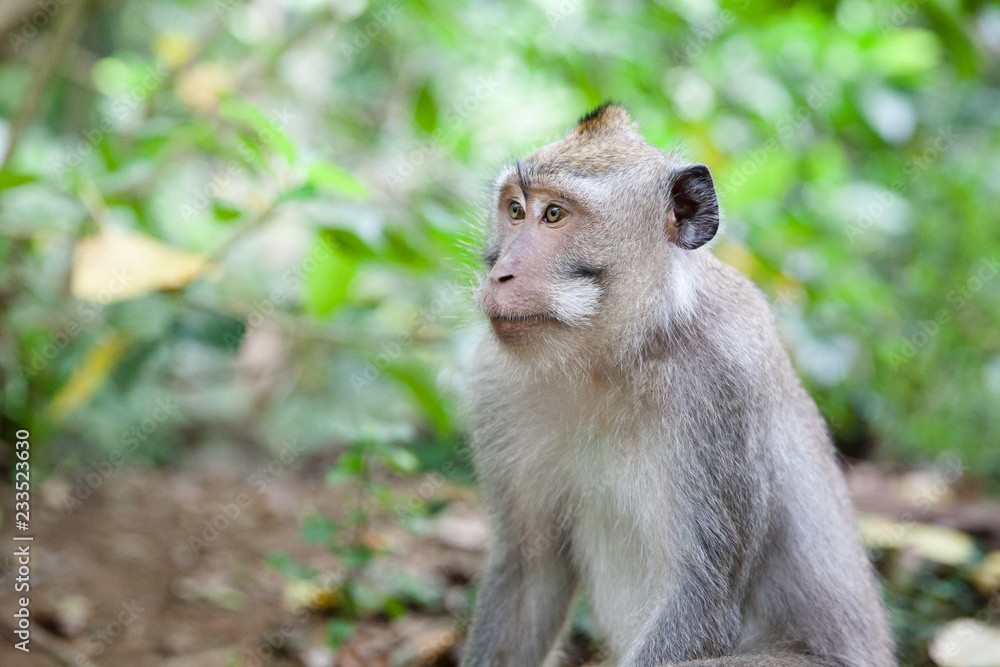 Monkey in the wild close-up.
