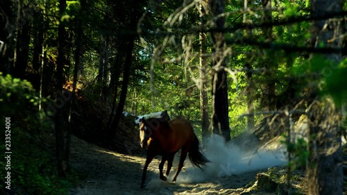 Horses galloping in Roundup on Dude Ranch with Cowboy Riders  photo