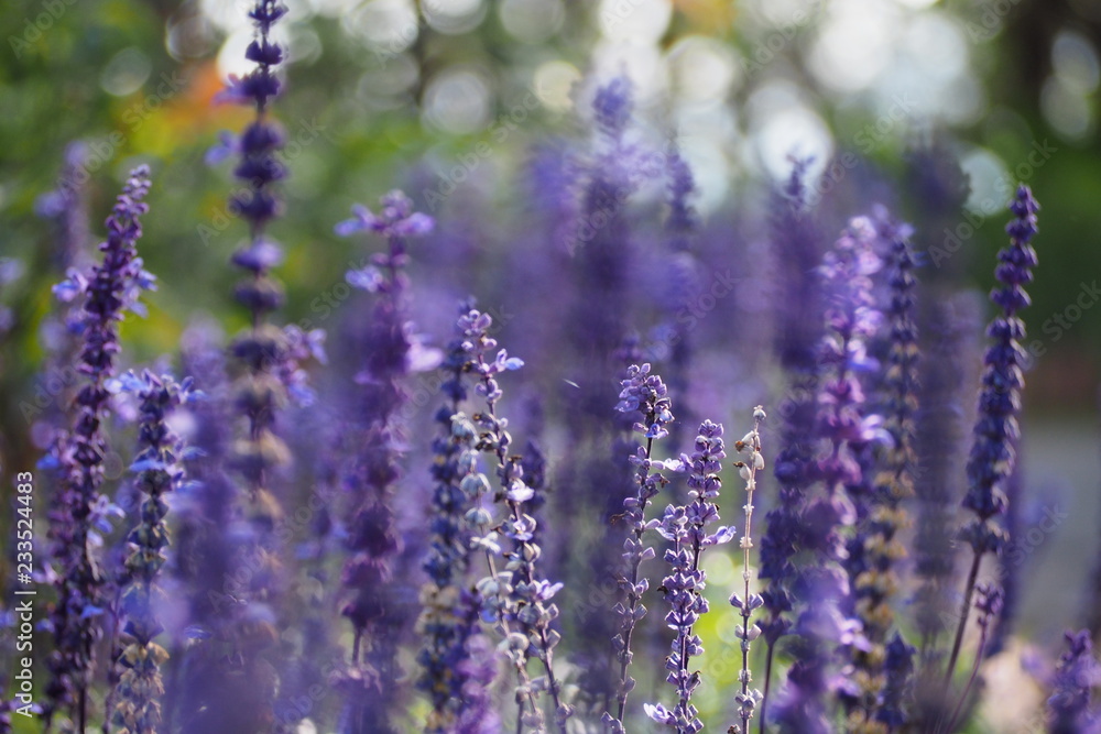 Obraz premium Flower with bokeh background 