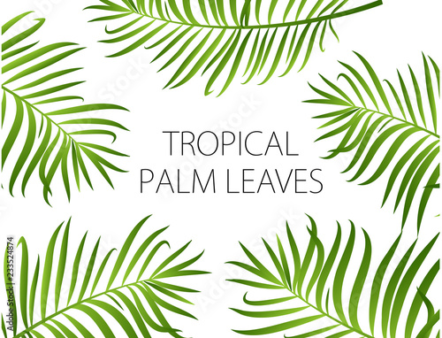 Palm leaves vector background.