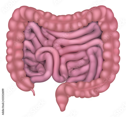 Medical illustration of intestines or gut human digestive system