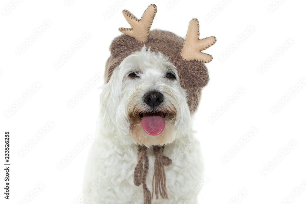 CUTE MALTESE DOG CELEBRATING CHRISTMAS WITH A LOVELY REINDEER COSTUME. ISOLATED STUDIO SHOT AGAINST WHITE BACKGROUND