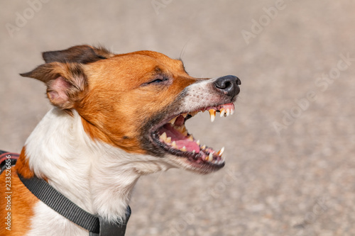 chien jack russel terrier