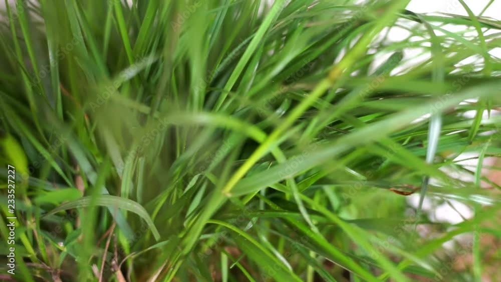 Fresh herbs.Wild clover.Healthy diet. Grass for cats. Greens for cooking.Organic products.Herbarium's.Healing plant. Fresh herbs.Wild clover.Healthy diet. Grass for cats. Greens for cooking.Organic products.Herbarium's.Healing plant.