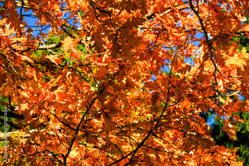Background from beautiful golden autumn oak tree with red and yeloow leaves on a sunny day, against the blue sky. Background from beautiful golden autumn oak tree with red and yeloow leaves on a sunny day, against the blue sky.