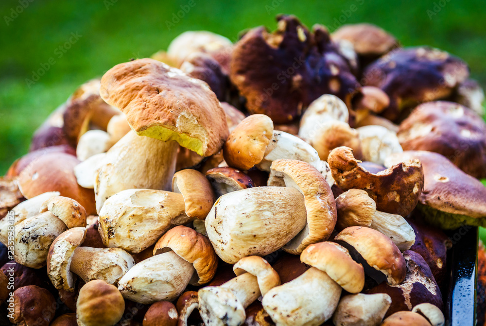 Boletus Edulis,  penny bun or porcino is wild edible mushroom.