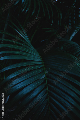 Palm leaves, vertical