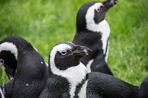 Magellan Penguins (order Sphenisciformes, family Spheniscidae) are a group of aquatic, flightless birds living almost exclusively in the southern hemisphere, especially in Antarctica photo