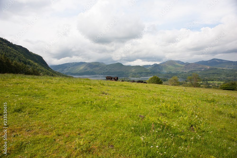 view from Barrow Fell walking route at Keswick , England with pair cows in foreground 