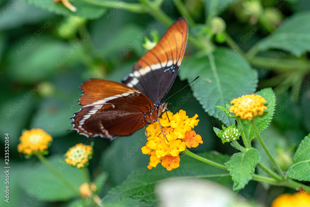 Fototapeta premium Papillon femelle Danaid Eggfly. Hypolimnas misippus sur une fleur 