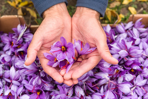 Harvest saffron flower. After collection. Handful.