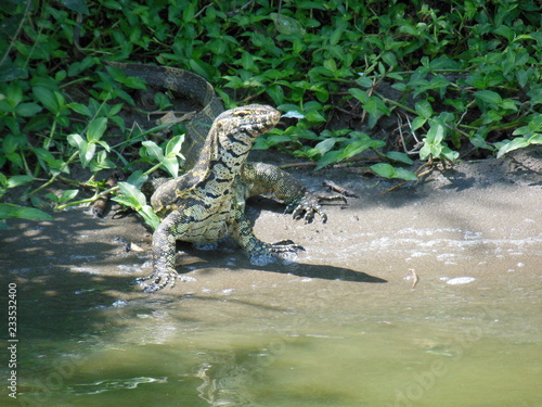 lizard on rock