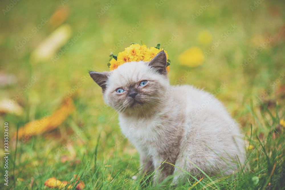 Portrait of a little siamese kitten sitting on the grass in autumn. Cat crowned with the flower wreath
